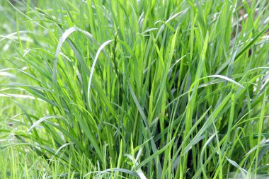 Yakın plan yeşil çimenler.