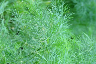 Taze yeşil dereotu yaprakları bahçede yetişiyor.