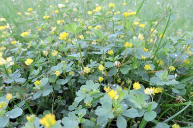 Çiçek açan sarı yoncalar, çiçek açan yoncalar.