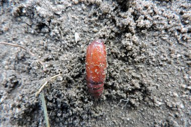 Yerde portakal rengi bir güve pupasının yakın çekimi.