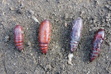 Yerde dört tane turuncu ve koyu kahverengi güve pupası var.