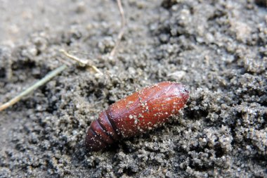 Yerde portakal rengi bir güve pupasının yakın çekimi.