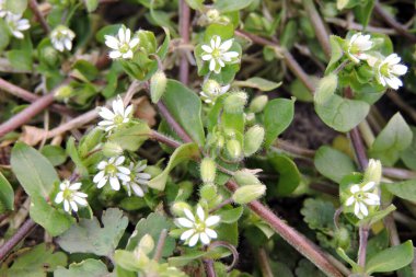 Sıradan bir civciv, küçük beyaz çiçekler, yeşil oval yapraklar, tomurcuklar ve uzun kırmızı saplar.