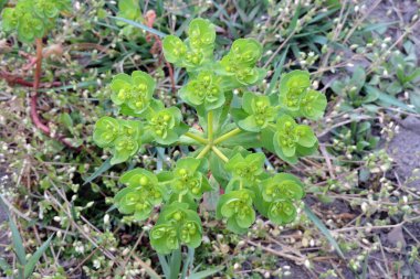Güneşli bir günde, güneş sarımsı çiçekler ve olgunlaşmamış meyveler saçar.