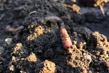 Yerdeki uzun solucanlar.