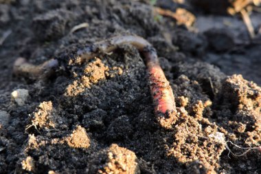 Yerdeki uzun solucanlar.