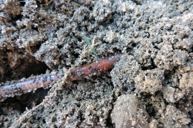 Yerdeki uzun solucanlar.