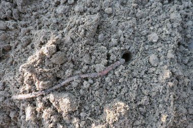 Yerdeki uzun solucanlar.