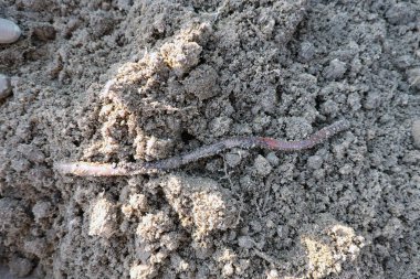 Yerdeki uzun solucanlar.