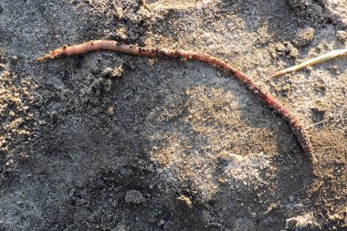 Yerdeki uzun solucanlar.