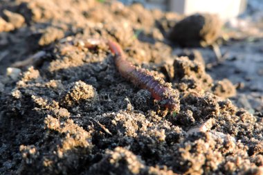 Yerdeki uzun solucanlar.