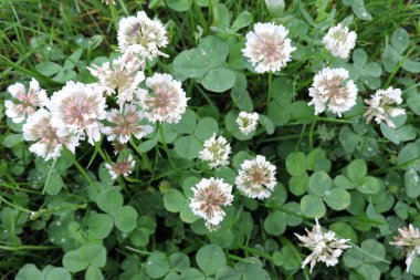 Yakın plan beyaz yonca çiçekleri ve yeşil yapraklar.