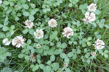 Yakın plan beyaz yonca çiçekleri ve yeşil yapraklar.