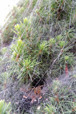 Bir huni dokumacı, beyaz ladin üzerinde dönen düz bir ağ.