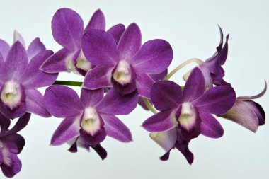 Mor orkide çiçekleri, beyaz arkaplan