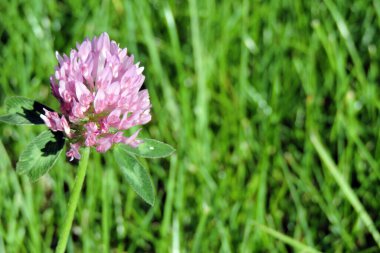 Kırmızı yonca çiçeği yakın planda, bulanık yeşil çimen
