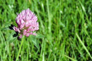 Kırmızı yonca çiçeği yakın planda, bulanık yeşil çimen