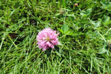 Yakın planda kırmızı yonca çiçeği, arka planda yeşil çimen.