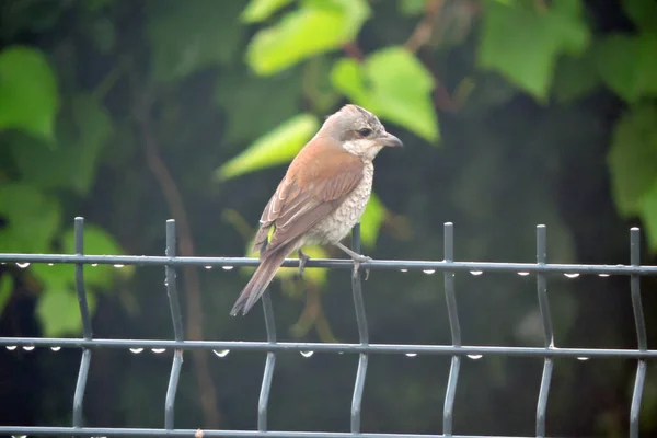 A portrait of a brown female red-backed shrike sitting on a fence made of welded wire mesh panels, a blurred tree in the background