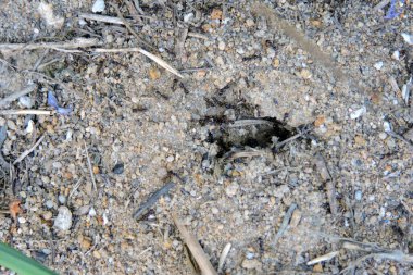 Kara bahçe karıncaları yeraltı yuvalarından çıkıyorlar.