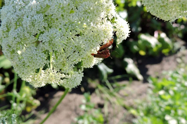 Two copulating common red soldier beetles on a white flower