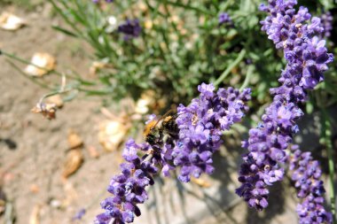 Lavanta çiçeğinin üzerinde bir arı