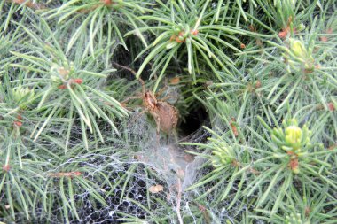 Ağdan yapılmış bir huninin içinde bir örümcek, beyaz ladin üzerinde dönen düz bir ağ