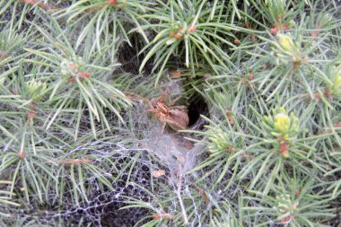 Ağdan yapılmış bir huninin içinde bir örümcek, beyaz ladin üzerinde dönen düz bir ağ