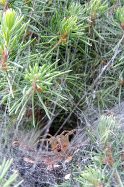 Ağdan yapılmış bir huninin içinde bir örümcek, beyaz ladin üzerinde dönen düz bir ağ