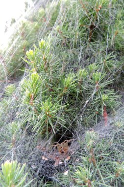 Ağdan yapılmış bir huninin içinde bir örümcek, beyaz ladin üzerinde dönen düz bir ağ