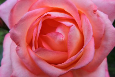 Pembe bir gül çiçeğinin yakın çekimi