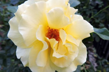 Sarı bir çiçeğin yakın çekimi.