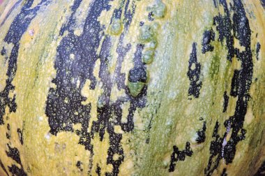 Yeşil ve sarımsı balkabağı derisinin yakın çekimi