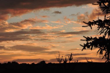 Gün batımındaki renkli gökyüzü ve siyah ağaç siluetleri.