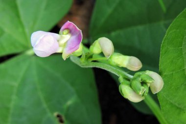 Mor bir çiçek, tomurcuklar ve yeşil yapraklar.