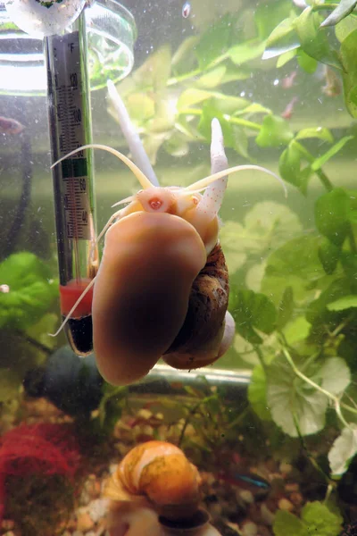 Golden Apple Snail Pictures Golden Apple Snail Stock Photos Images Depositphotos