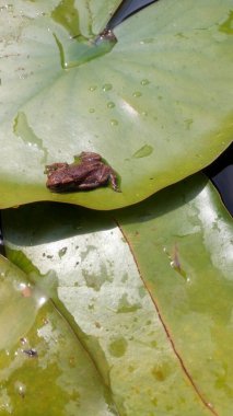 Nilüfer yaprağının üzerinde küçük, gri kahverengi bir kara kurbağasının portresi.