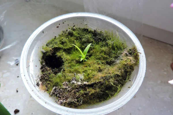窓辺の鍋に成長する小さな緑のパイナップルの苗 — ストック写真