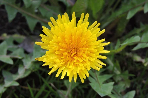 Primer Plano Una Flor Amarilla Diente León Común —  Fotos de Stock