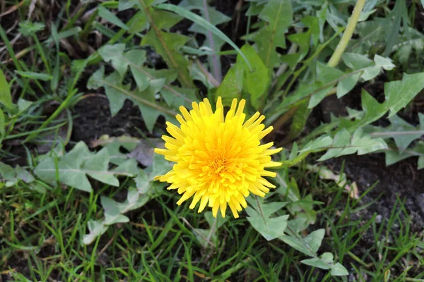 Een Voorgrond Van Een Gele Bloem Van Een Gemeenschappelijke Paardebloem — Stockfoto