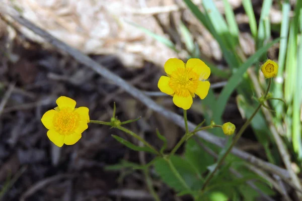 Een Close Van Mindere Speerwort Gele Bloemen Knoppen Groene Bladeren — Stockfoto