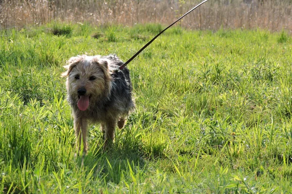 一条毛茸茸的黑色喘息声的狗 它的舌头懒洋洋地在草地上用皮带走路 — 图库照片