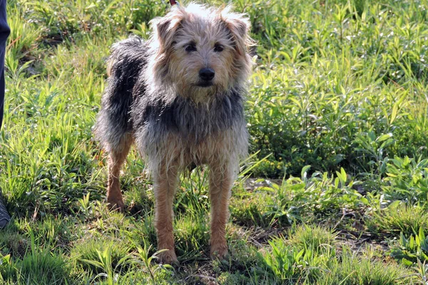 Buff Terrier Preto Prado — Fotografia de Stock