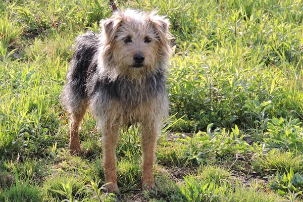 Chamois Terrier Noir Debout Dans Une Prairie — Photo