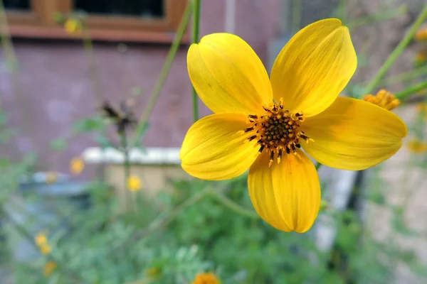 Een Gele Bloem Van Een Varen Loof Bedelaars — Stockfoto