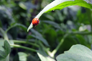 Kırmızı kanatlı bir soytarı uğur kuşu ve yeşil bir yaprağın üzerinde oturan birkaç siyah nokta.