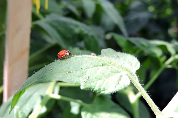 Harlequin Ladybird Red Wing Covers Just Few Black Spots Sitting — Stock Photo, Image