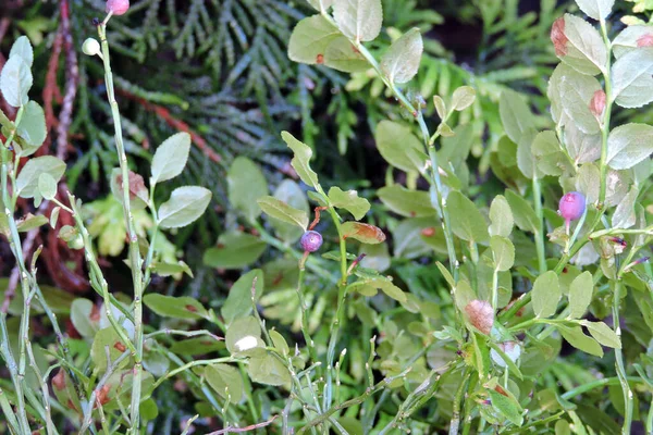 Einige Unreife Blaubeeren Wachsen Einem Strauch Grüne Blätter — Stockfoto