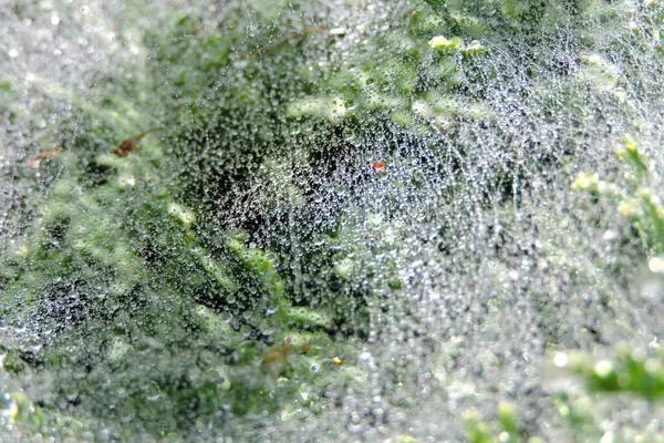 위에서 돌아가는 거미줄 빗방울의 — 스톡 사진
