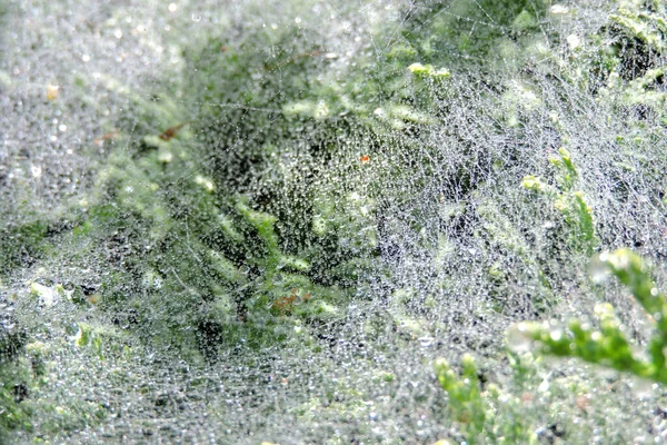 Primer Plano Gotas Lluvia Una Telaraña Girada Thuya — Foto de Stock